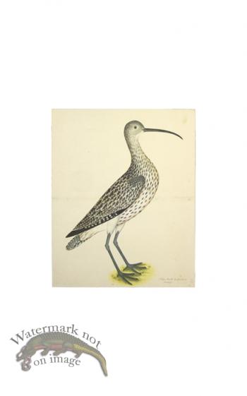 EURASIAN CURLEW . PL 35